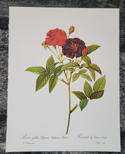 Rosa gallica purpurea velutina - gallica,