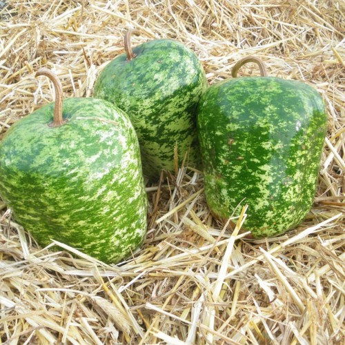 Graines courge calebasse big - courge,