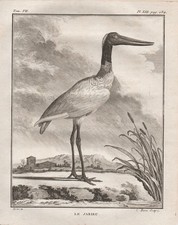 Jabiru Stork Amérique Oiseaux