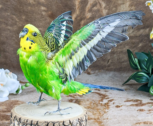 Parakeet bird specimen oddity - parakeet,
