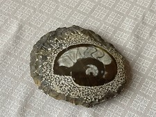 fossile poli , orthoceras ?