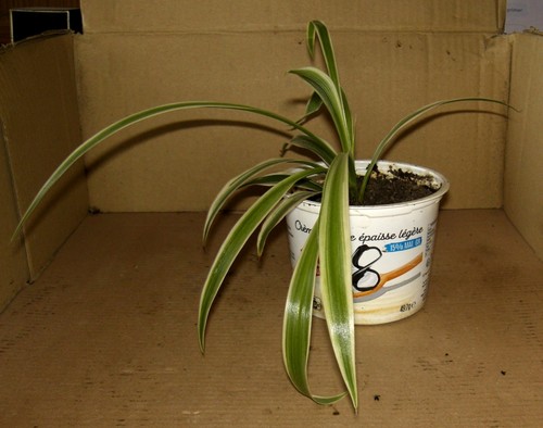 Jeune chlorophytum 8 - chlorophytum, n°8