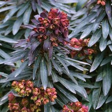 Euphorbia 'Black Bird'® -