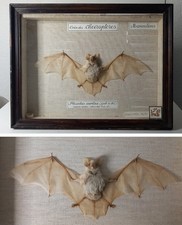 Chauve-souris Pleicotus