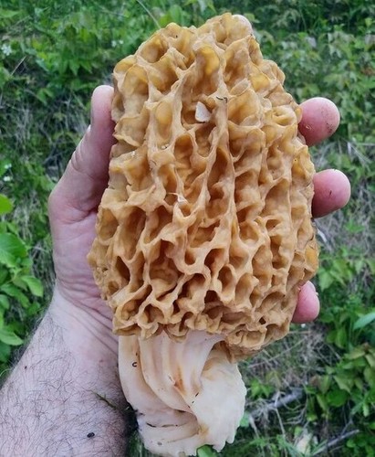 Culture champignon - de,