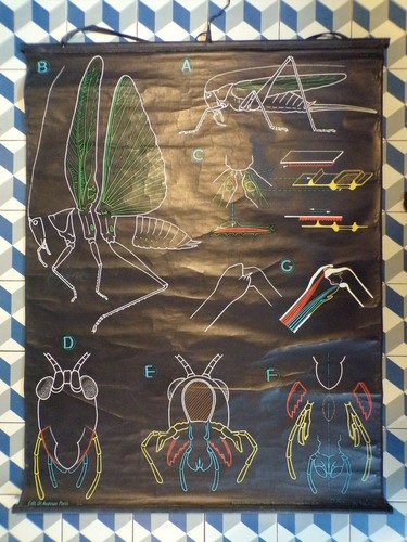 Ancien affiche scolaire - affiche,