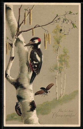Pic coloré coléoptère - et,