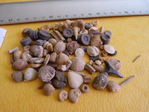 Lot 100 microfossiles - lot, de