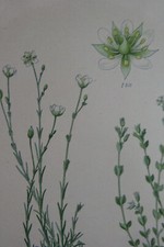 Fleur BOTANIQUE Planche
