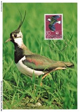 AUXP1-0041-OISEAUX-CARTE-MAXIMUM - VANELLUS VANELLUS - KIEBITZ - VANNEAU