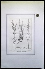 Gravure botanique an VIII