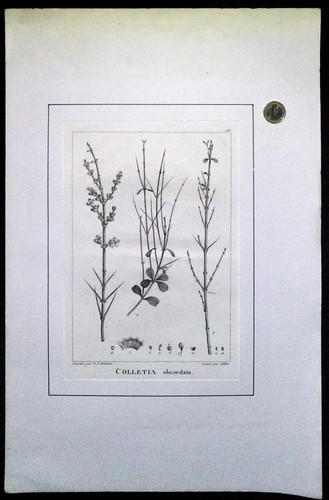 Gravure botanique viii - an,