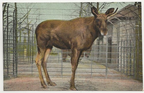 Zoo inconnu - zoo,