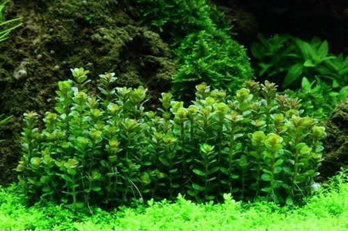 Aquarium plante rotala - plante,