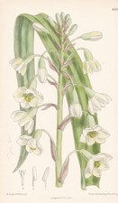 Galtonia Princeps Fleurs D'Afrique Du Sud Botanique Lithographie Curtis 8533