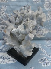 Cabinet de Curiosités Corail