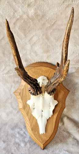 Taxidermie massacre chevreuil