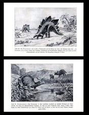 Dinosaurs, Stegosaurus and Triceratops.... Antique print...1900s