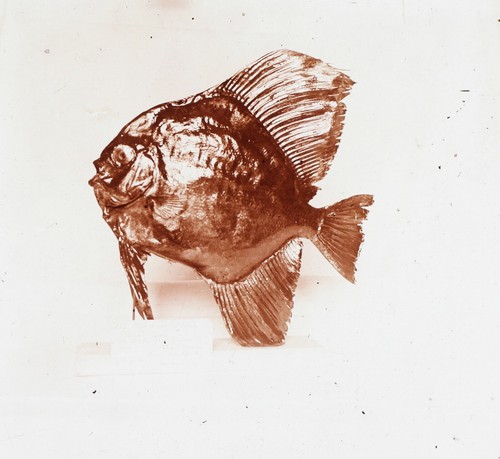 Poisson empaillé c1920 photo - poisson,