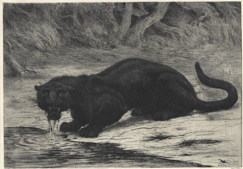 Panthère noire evert van - panthère,