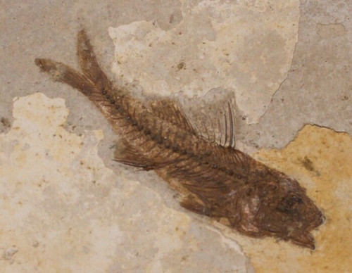 Dalapis macrunus poisson - macrunus,