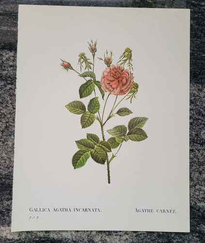Rosa gallica agatha incarnata - rosa,