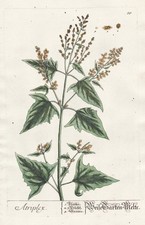 Contactez-Nous Atriplex