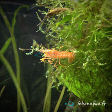 Lot de 5 Écrevisses naines Orange CPO pour Aquarium Eau Douce