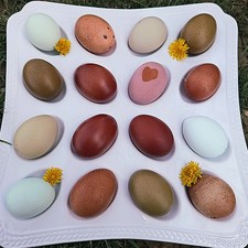 14 BBS Marans, Wheaten Marans