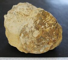 Ammonite fossile Haugia