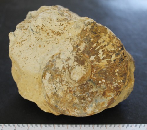 Ammonite fossile haugia - fossile,