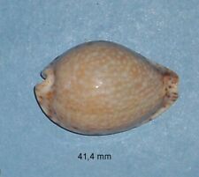 Cypraea     Lamarckii        Sumatra Indonésie     41,4 mm