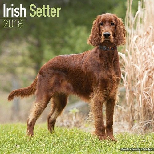 Calendrier 2018 setter - calendrier,