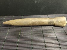 Belemnite megatheutis - belemnite,