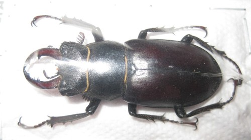 Lucanidae lucanus capra - lucanidae,