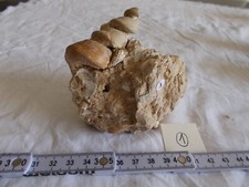 FOSSILE.TURITELLA sp.MOULAGE INTERNE.LUTETIEN.ENVIRON 40MA.VENTEUIL.MASSE 380G.