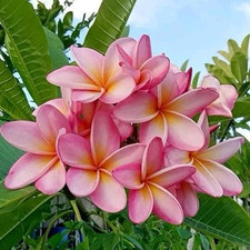 50 Graines fraîches de