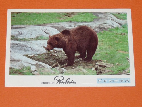 Image chocolat poulain animaux - chocolat,