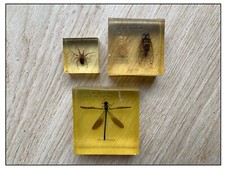 Inclusion insecte araignée papillon taxidermie Ambre Ammonite scorpion fossile