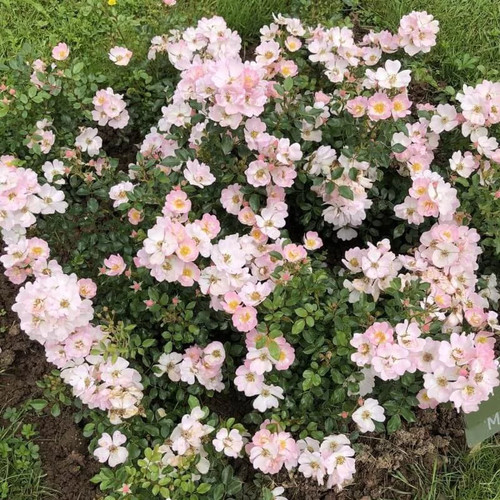 Rosa sans contraintes - rosa, 'ciel