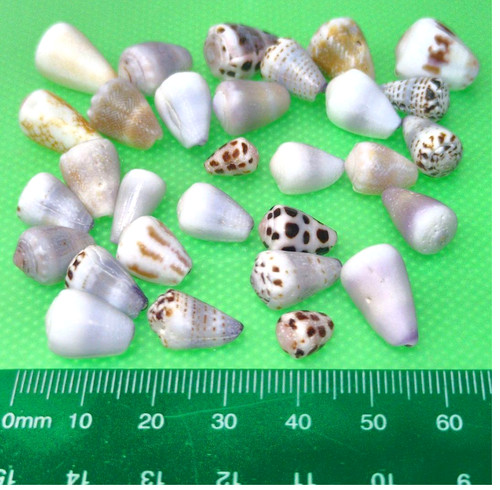Rare cône coquillage - rare,