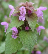 Ortie mauve graines - mauve,graines, de