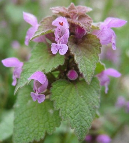 Ortie mauve graines de - l'ortie,