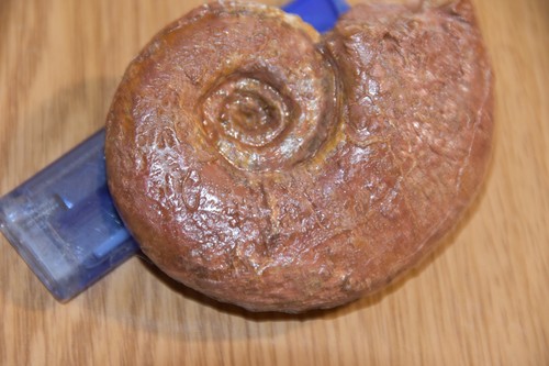 Ammonite lytoceras toarcense - ammonite,