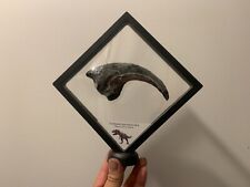 Cadre griffe de Tyrannosaure réplique dinosaure Dinosaur tyrannosaurus claw