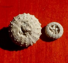 OURSINS FOSSILES CRÉTACÉS DU