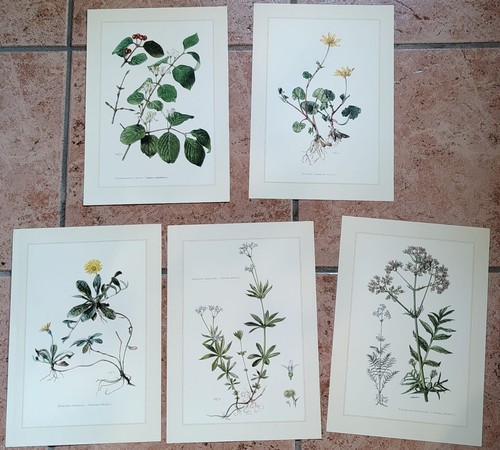 Botanique lot planches en - lot,