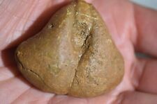 grand Brachiopode Pygope janitor barremien Bahchisaray Crimée Russie.