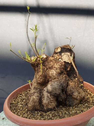 Bonsaï olivastre 20 cm - bonsaï,
