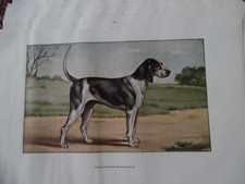 Gravures :  Chien de chasse 
